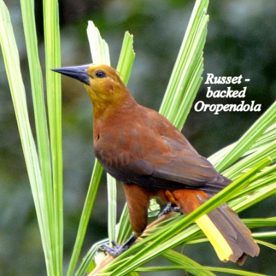 Russet-backed Oropendola